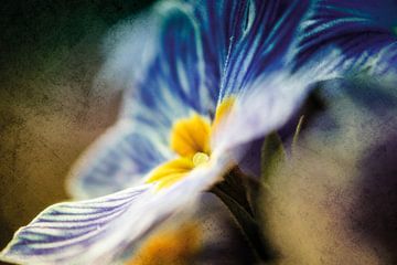Fleur de primevère bleue sur Nicc Koch