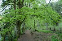 Schots groen
