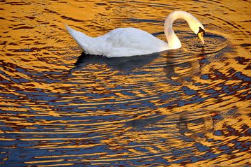 WHITE SWAN 4 by Miroslav Ptacek