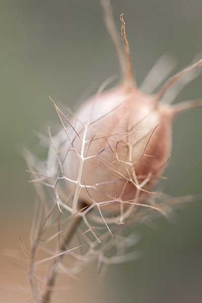 Soft Lines I - Enclosed Tranquillity (Minimalist Botanical Photography in Pastel Shades) by Marika Huisman fotografie