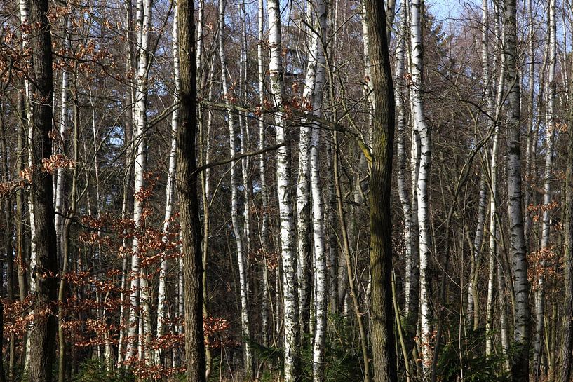 Forêt par Thomas Jäger