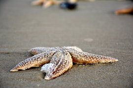 starfish on the beach by Roy Zonnenberg
