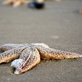 starfish on the beach by Roy Zonnenberg