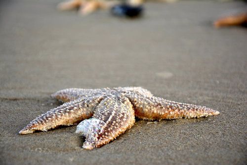 starfish on the beach