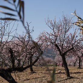 Hinter Schilf ein Feld mit blühenden Mandelbäumen von Cora Unk