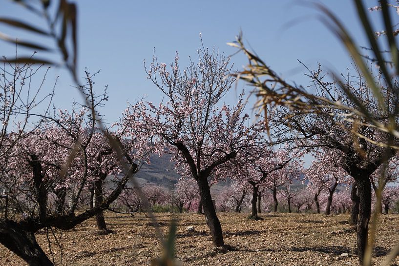 Hinter Schilf ein Feld mit blühenden Mandelbäumen von Cora Unk