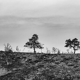 Baumgrenze, Norwegen von Harald Stein