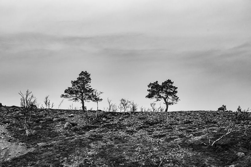Baumgrenze, Norwegen von Harald Stein