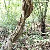 The vine looks like a piece of art in the rainforest of suriname by whmpictures .com