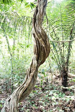 The vine looks like a piece of art in the rainforest of suriname by whmpictures .com