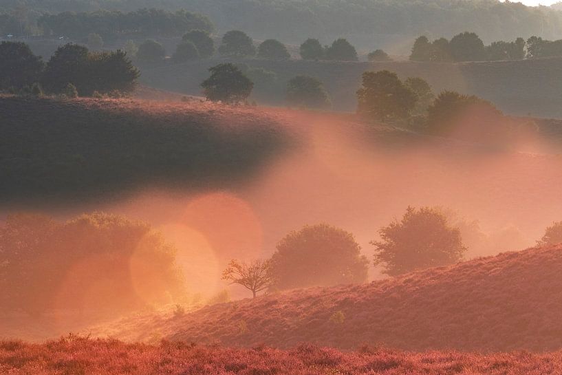 Sunrise over blossoming Heather fields in the hills of the Posbank by Sjoerd van der Wal Photography