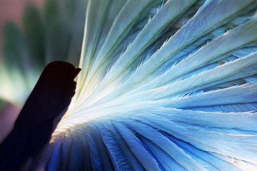 VogelBlau
