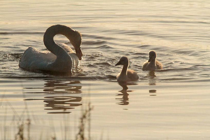 swan by Gh Verver Photography