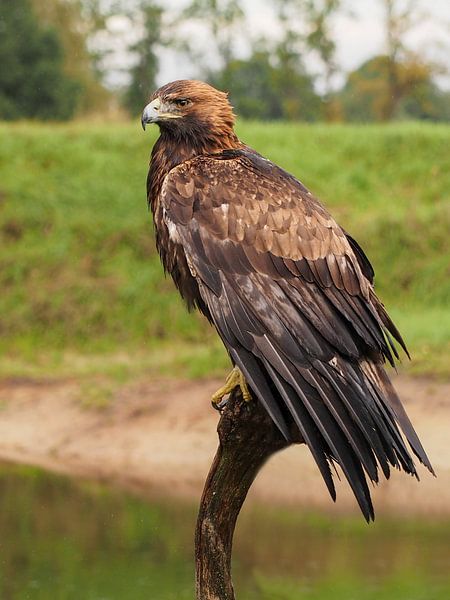Aigle royal par Loek Lobel