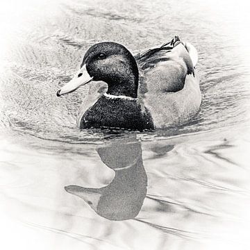 Le canard et son image miroir sur Art by Jeronimo
