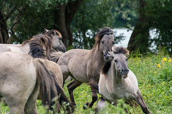 Running konik horses