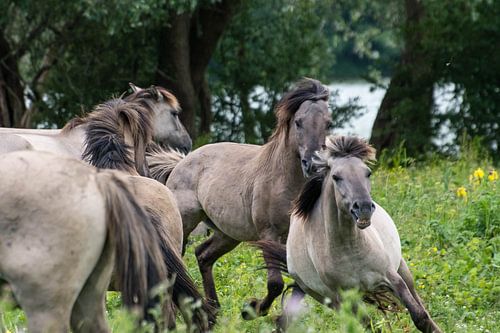 Rennende konikpaarden