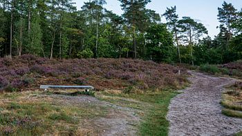 Hoorneboegseheide