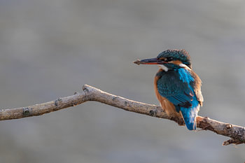 Eisvogel weiblich