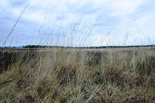 Deelerwoud, Veluwe Gelderland