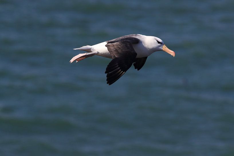 Zwartgegroefde albatros ( Thalassarche melanophris ) of Mollymawk Helgoland-eiland Duitsland van Frank Fichtmüller