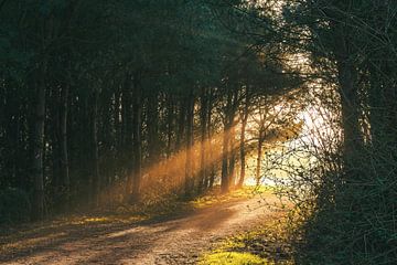 Une matinée magique dans la forêt