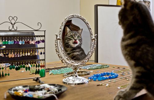 Orfèvre Housecat, Amsterdam