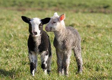 Newborn Lambs in the meadow by Charlene van Koesveld