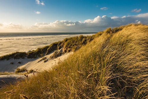 Dunes on the North Sea coast on the island Amrum