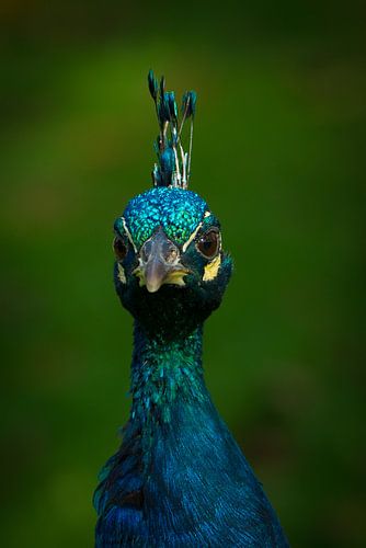 Eigenwijze pauw von Rene van de Peppel