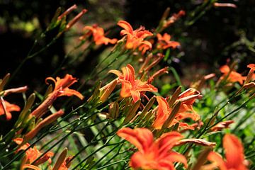 Lilies by Thomas Jäger