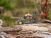 Crested Tit with Shopping Cart by Teresa Bauer thumbnail