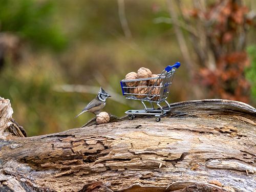 Haubenmeise mit Einkaufswagen