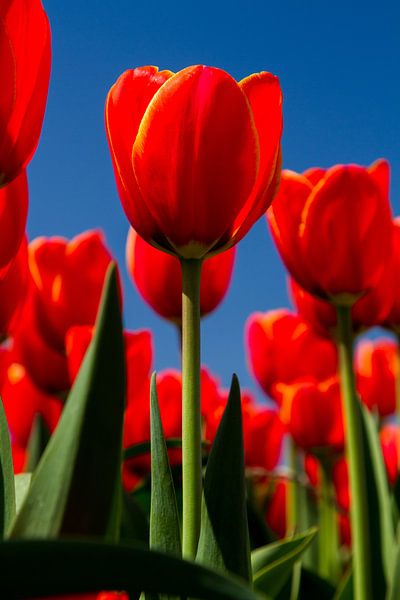 Rode tulpen par Menno Schaefer