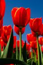 Rode tulpen van Menno Schaefer thumbnail