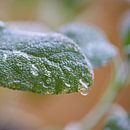 Sage after a rain by Heiko Kueverling thumbnail