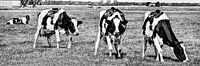 Zwartbont Koeien in de Weiland Zwart-Wit van Hendrik-Jan Kornelis thumbnail
