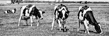 Black and white cows in the meadow