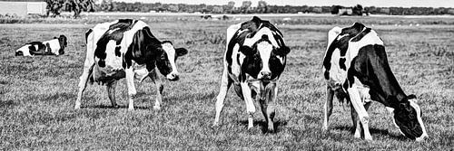 Zwartbont Koeien in de Weiland Zwart-Wit