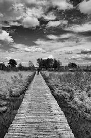 what did the camera catch by Jo Beerens