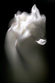 Heckenwinde in einer schlafenden Haltung von SPIRIT OF NATURE - Chris Lindhout