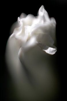 Bindweed in sleep movement