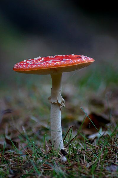 Fliegenpilz von Niek Traas