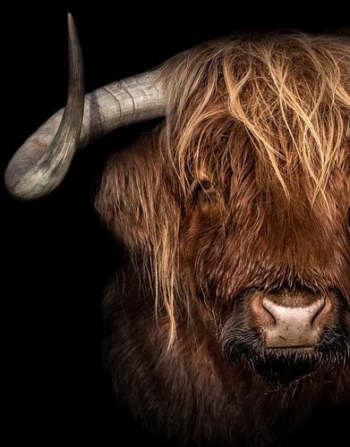 Schottischer Highlander