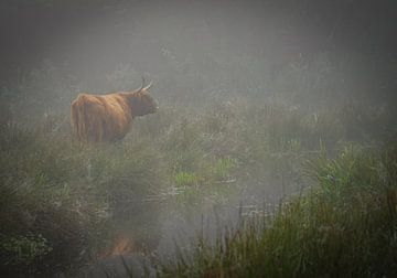 Schottischer Highlander in nebliger Landschaft von Capturedby_Kim
