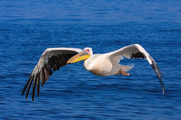 Pink pelican in flight by Roland Brack