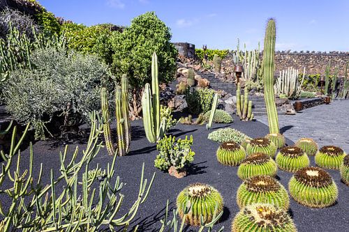 Different species of cacti on the Canary Island Lanzarote