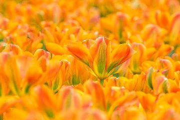 Tulp -Tulipa Orange Marmelade