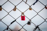 Lonely Red Lovelock