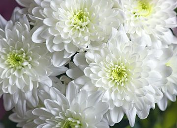 Witte chrysant van Bo Valentino